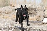CANE CORSO 443